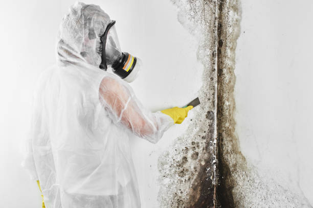 Best Same-Day Mold Removal  in Calverton, NY