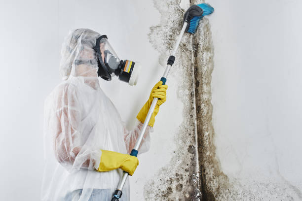 Home Mold Removal in Calverton, NY