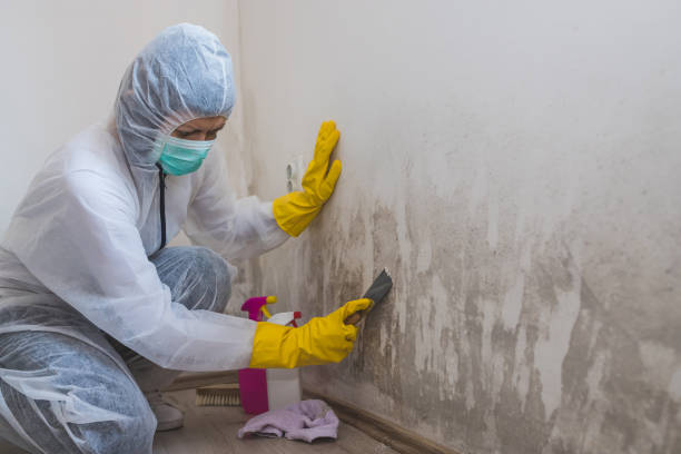 Best Mold Remediation  in Calverton, NY