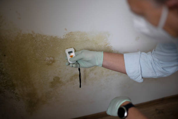 Best Mold Removal and Inspection  in Calverton, NY