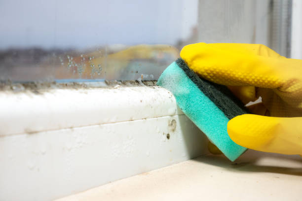 Best Office Mold Removal Services  in Calverton, NY