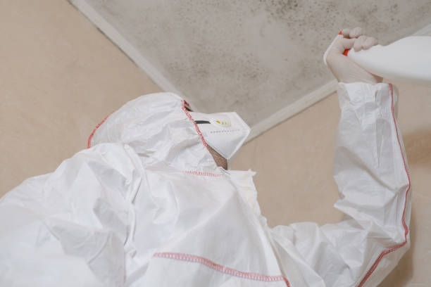 Best Mold Damage Repair  in Calverton, NY