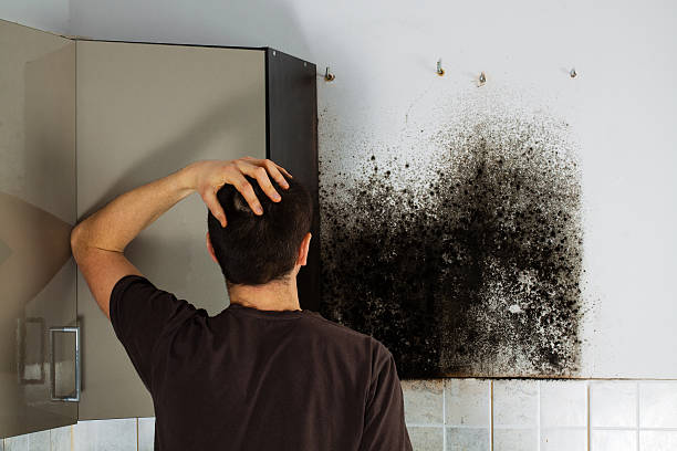 Best Fast Mold Removal  in Calverton, NY