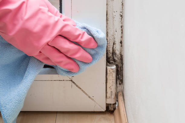 Best Crawl Space Mold Removal  in Calverton, NY